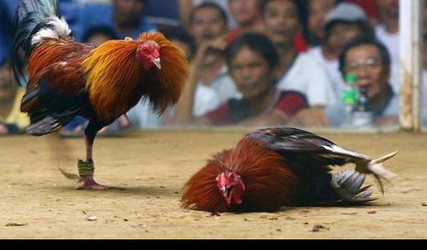 Event Sabung Ayam Imlek dengan Ayam Juara Pilihan