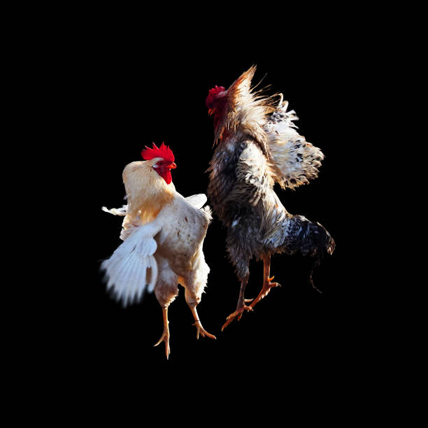 Festival Sabung Ayam Lebaran: Hadiah Spesial Hari Raya